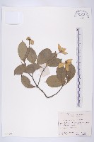 藏品(尖葉四照花)的圖片