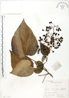 藏品(山桐子)的圖片