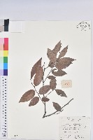 藏品(米飯花)的圖片