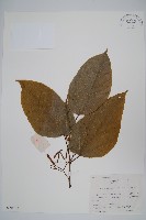 藏品(雲山金角楓)的圖片