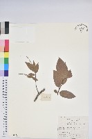 藏品(銳葉南燭)的圖片