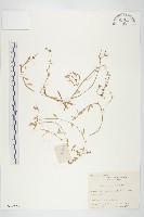 藏品(台灣佛甲草、石板菜)的圖片