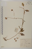 藏品(紫背草)的圖片