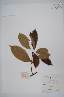 藏品(硬齒獼猴桃)的圖片