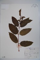 藏品(忍冬、金銀花)的圖片