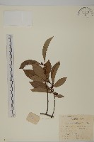 藏品(窄葉南蛇藤)的圖片