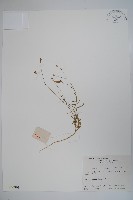 藏品(細葉蘭花參)的圖片