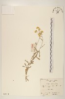 藏品(鼠麴草)的圖片