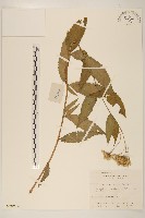 藏品(佩蘭、澤蘭)的圖片