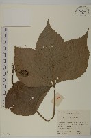 藏品(寬葉金粟蘭)的圖片