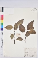 藏品(白臼)的圖片