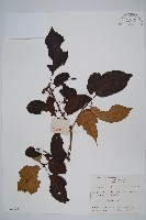 藏品(木天蓼、葛棗獼猴桃、葛棗子)的圖片