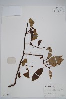 藏品(異色獼猴桃)的圖片