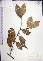 藏品(紅皮、葉下白、赤仔尾)的圖片