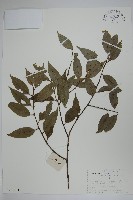 藏品(短梗冬青)的圖片