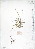 藏品(石吊蘭、吊石苣苔)的圖片