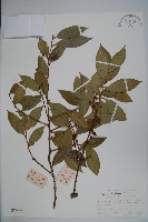 藏品(厚葉冬青)的圖片