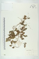 藏品(絞股藍)的圖片