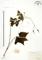 藏品(老鸛草)的圖片