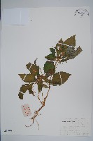 藏品(睫毛萼鳳仙花)的圖片