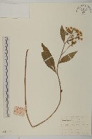 藏品(山白蘭)的圖片