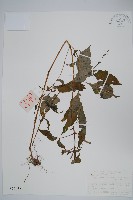 藏品(擬馬偕花、白接骨)的圖片