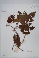 藏品(異色獼猴桃)的圖片