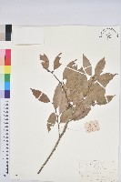 藏品(細葉青剛)的圖片