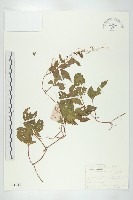 藏品(絞股藍)的圖片