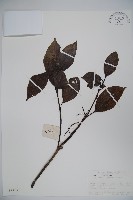 藏品(高山莢迷)的圖片