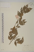 藏品(百齒衛矛)的圖片