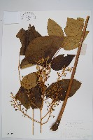 藏品(蔥木)的圖片