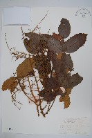 藏品(鹽膚木)的圖片