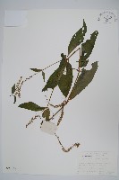 藏品(牛膝)的圖片