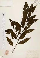 藏品(山胡椒)的圖片