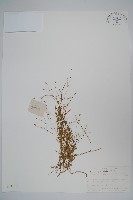 藏品(細葉蘭花參)的圖片