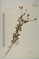 藏品(鬼針)的圖片