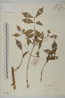 藏品(衛矛)的圖片