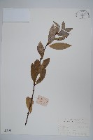 藏品(柳葉腊梅)的圖片