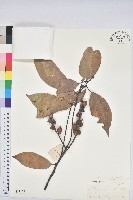 藏品(橿葉柯)的圖片