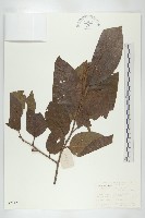 藏品(油柿)的圖片