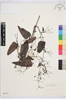 藏品(威靈仙)的圖片