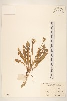 藏品(蒲公英)的圖片