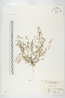 藏品(碎米薺)的圖片