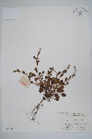 藏品(盾果草)的圖片