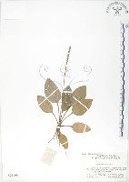 藏品(車前草)的圖片