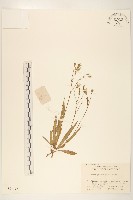 藏品(禾葉兔仔菜)的圖片