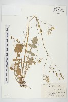 藏品(黃鵪菜)的圖片