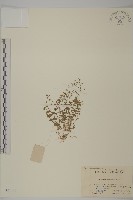 藏品(無心菜、鵝不食草)的圖片