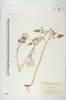 藏品(泥胡菜)的圖片